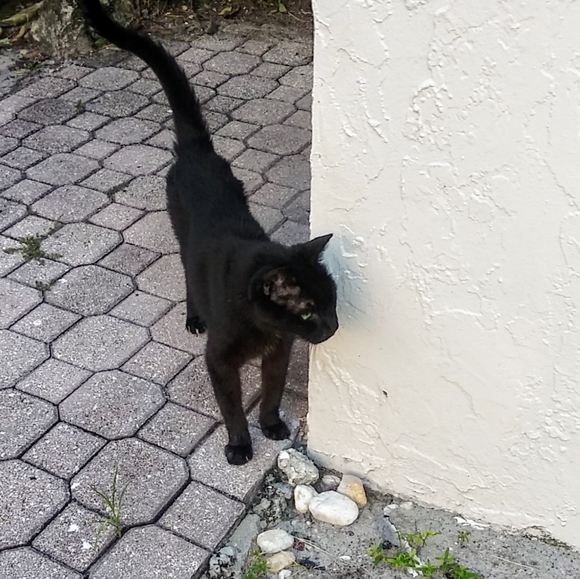 Meet your Posher, Gina - Picture 5 of 7